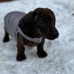 Boy 1- Rosco - Brindle Dachshund puppy in Skowhegan, Maine from KBz Miniature Dachshunds