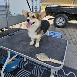 Evie - Pembroke Welsh Corgi
