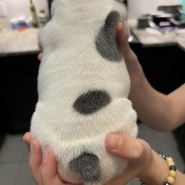 French Bulldog Puppies from Nicole's French Bulldogs