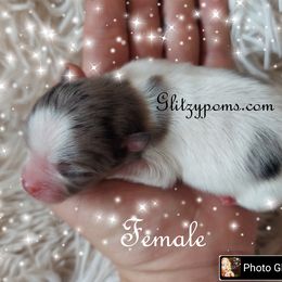 Pomeranian Puppies from Glitzypoms