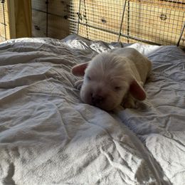 Finn - Cream male Cocker Spaniel puppy in Lake, Mississippi from MGs Cockers