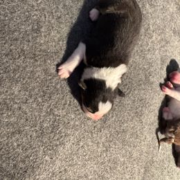 Blk tri boy - Black tri-color female Australian Shepherd puppy in Lancaster, California from Leyline Australian Shepherds
