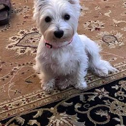 West Highland White Terriers and Yorkshire Terriers from Debra's Pups