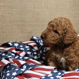 Poodle Puppies from Red Barn Moyen Poodles