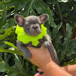 Riley - Blue male French Bulldog puppy in Palm Coast, Florida from Calypso Island French Bulldogs