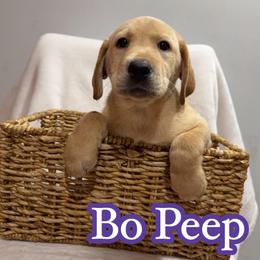 Bo Peep - Yellow female Labrador Retriever puppy in Lucasville, Ohio from Backwoods Labradors