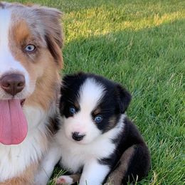 Aussiedoodles and Miniature Australian Shepherds from Rural Iowa Aussies & Doodles