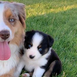 Aussiedoodles and Miniature Australian Shepherds from Rural Iowa Aussies & Doodles