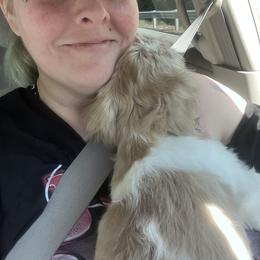 Shih Tzu Puppies from P&B Tzu Tribe