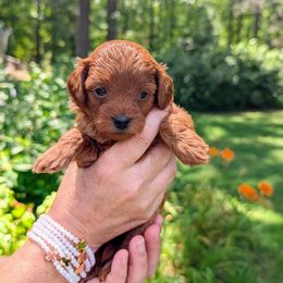 Girl 1 - Red female Cavapoo puppy in Mc Donough, Georgia from GeorgiaCavapoos