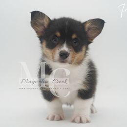 Trif - Black and tan female Pembroke Welsh Corgi puppy in Straughn, Alabama from Magnolia Creek Corgis