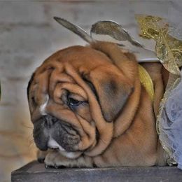 Bulldog Puppies from Dampier Bulldogs Mo