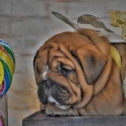 Bulldog Puppies from Dampier Bulldogs Mo