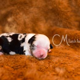 Bolt - Blue merle Toy Australian Shepherd puppy in Checotah, Oklahoma from CM Ranch Aussies