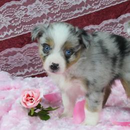 Miniature Australian Shepherd Puppies from Big Coon Little Aussies