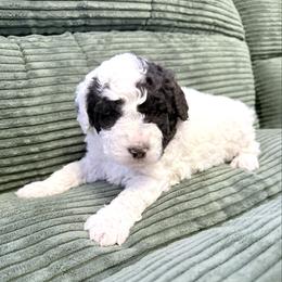 Boy 1 - male Newfypoo puppy in Bloomfield, Iowa from Schooley Doodles