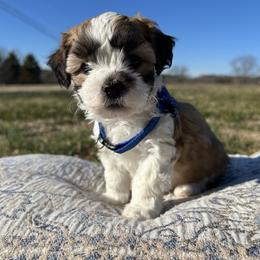 Lumi - Brown and white male Shichon puppy in Seymour, Tennessee from Mel’s Teddy Bear Puppies