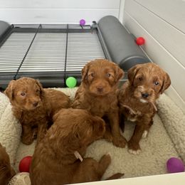 Goldendoodle Puppies from Summer Sun Doodles
