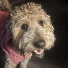 Cockapoos, Sheepadoodles, and Whoodles from Saddle Mountain Doodles