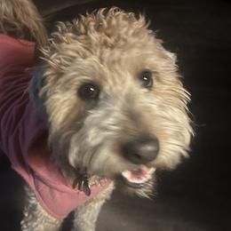 Cockapoos, Sheepadoodles, and Whoodles from Saddle Mountain Doodles