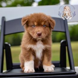 Rooster - Red tri-color male Australian Shepherd puppy in Buena Vista, Colorado from Wigglebutts Unlimited