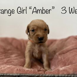 Golden Retriever Puppies from Gold Treasure Retrievers