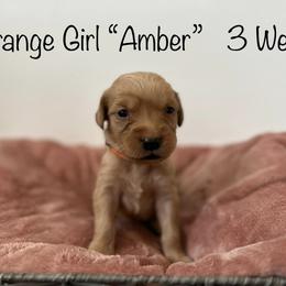 Golden Retriever Puppies from Gold Treasure Retrievers