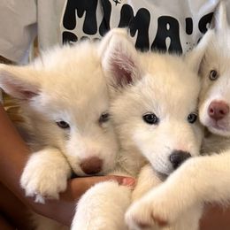 Siberian Huskies from MKE Siberian Husky Community