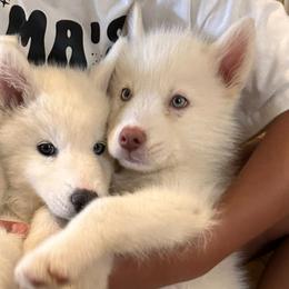 Siberian Huskies from MKE Siberian Husky Community