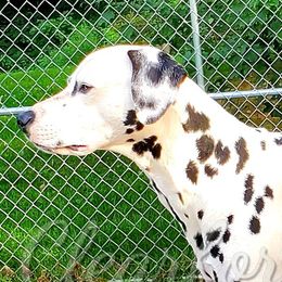 Samson - Dalmatian