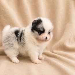 Birch - Blue merle male Pomeranian puppy in Sandia, Texas from Broken Arrow Poms