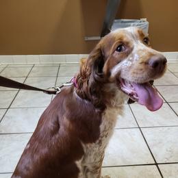 Kesslar - English Springer Spaniel