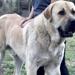 Grey - Turkish Boz Shepherd