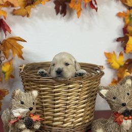 Boy 4 - male Golden Retriever puppy in Overton, Nevada from Sinfully Sweet Kennel