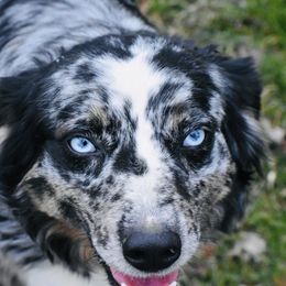 Blu’ Bell  - Australian Shepherd