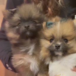 1 Girl available - Pomeranian puppy in Abilene, Texas from Blessedpoms