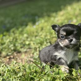 Tri color female small - Black and tan female Chihuahua puppy in Smyrna, Georgia from GeorgiasChihuahuas