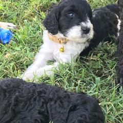 English Springer Spaniel and Springerdoodle Puppies from AVE Springer Spaniels