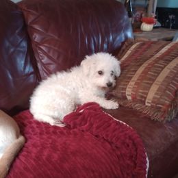 Bella - Bichon Frise