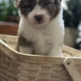 Aussiedoodle Puppies from Ohana Companions