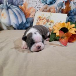 Tootsie Mae - Blue female Boston Terrier puppy in Kingsport, Tennessee from Irish Heart Bostons