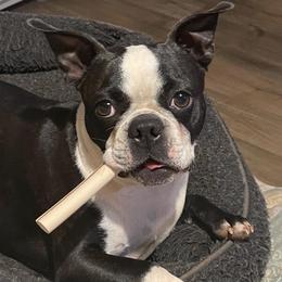 Boston Terriers from Boston Babies