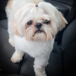 Cora - Shih Tzu