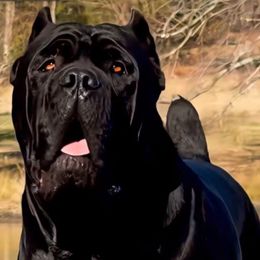 Kai - Cane Corso
