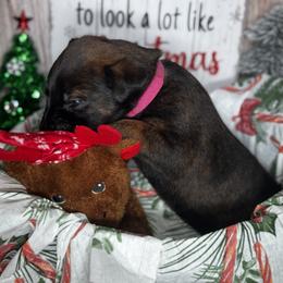 Dutch Shepherd Puppies from Oak Creek K9