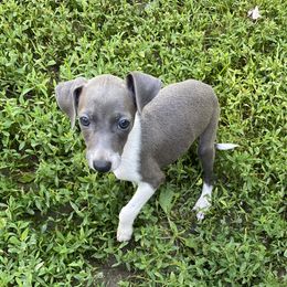 B3 - Blue male Italian Greyhound puppy in Frederick, Maryland from Celeste Italian Greyhounds