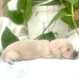 Ms. Pink - Cream female Dachshund puppy in Clarksville, Tennessee from Lala’s Pups