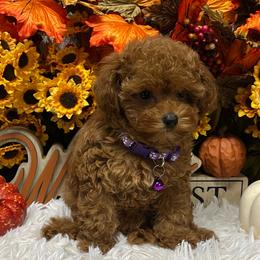 Tiny Daisy - Apricot female Poodle puppy in Atlanta, Georgia from ATLANTA POODLE BREEDER (AKC)