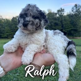 Ralph - Merle male Bernedoodle puppy in Julian, Pennsylvania from Happy Valley Doodles