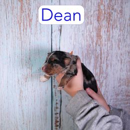 Dean - Merle male Assorted Doodle Crosses puppy in Calhoun, Georgia from Happy Top Doodles